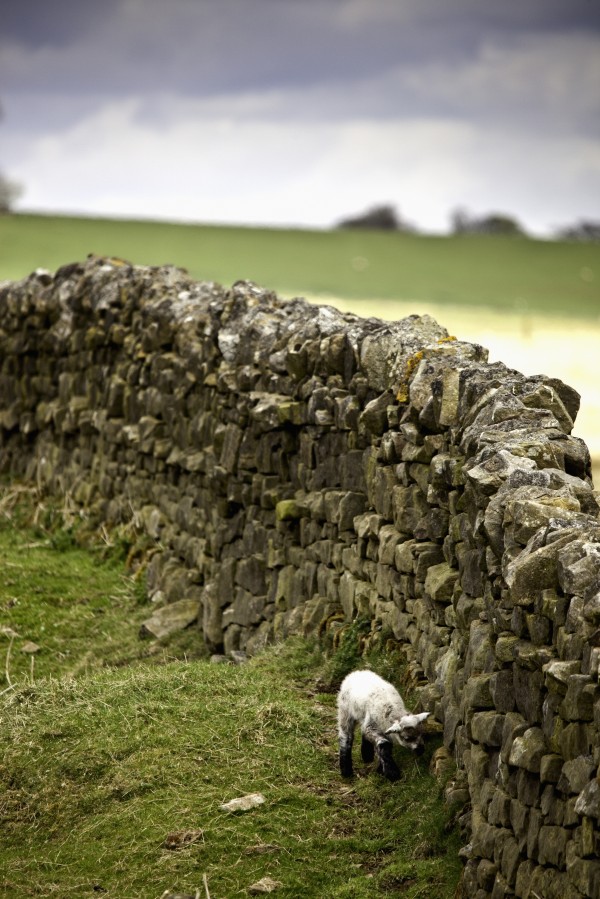 Northumberland, England; A Lamb Walking Along A Stone Wall by PacificStock
