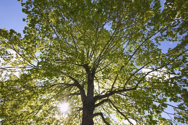 Portland, Oregon, United States Of America; Sunlight Through The Trees In A Park by PacificStock