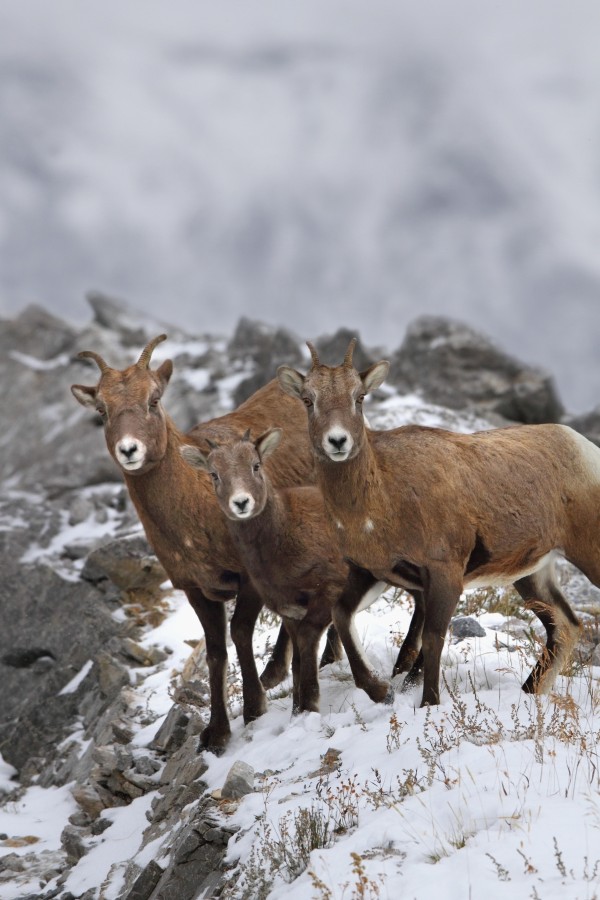 Mountain Sheep Family; Nordegg, Alberta, Canada by PacificStock