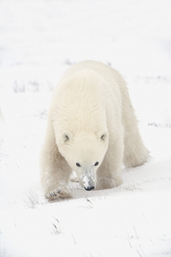 Curious Young Polar Bear (Ursus Maritimus) Exploring; Churchill, Manitoba, Canada by PacificStock