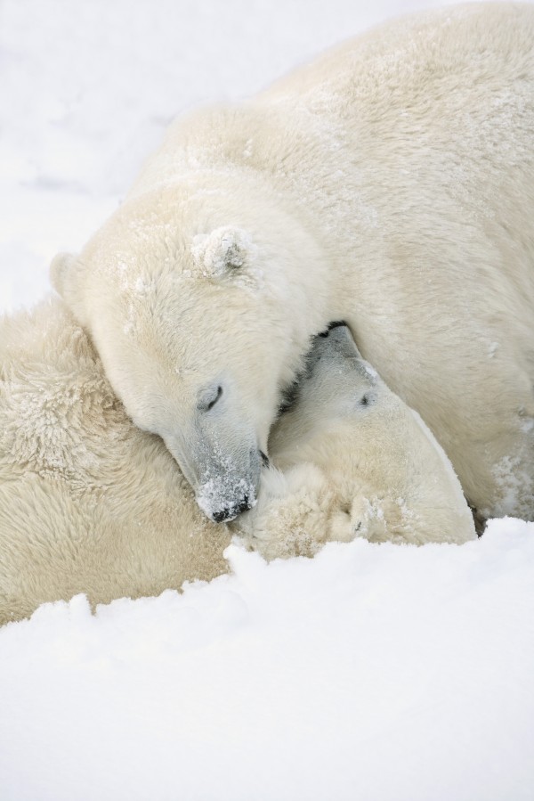 Two Polar Bears (Ursus Maritimus) Using Each Other For Pillows As They Sleep Blissfully; Churchill, Manitoba, Canada by PacificStock