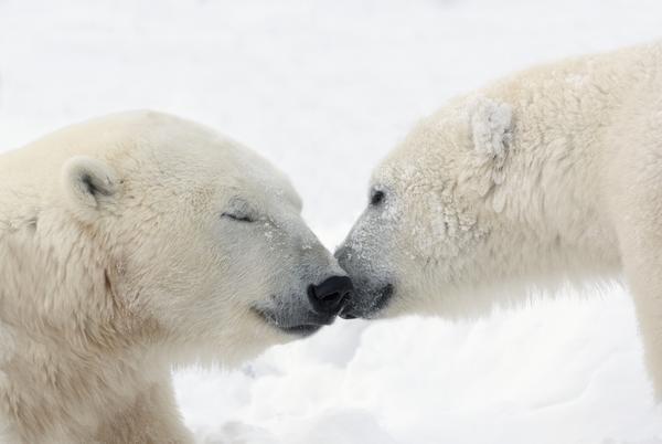 Two Polar Bears (Ursus Maritimus) Touching Noses Or Kissing; Churchill, Manitoba, Canada by PacificStock