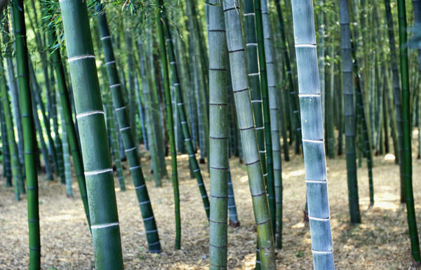 Bamboo Tree Forest, Close Up Print