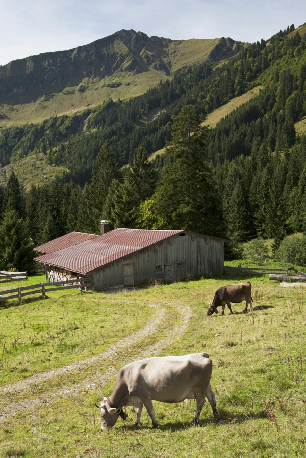Cattle Grazing On An Alpine Meadow With A Barn And Mountains In The Background; Oberstdorf, Germany by PacificStock