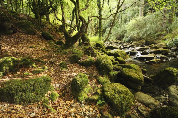 Owengarriff River In Killarney National Park In Munster Region; County Kerry, Ireland by PacificStock