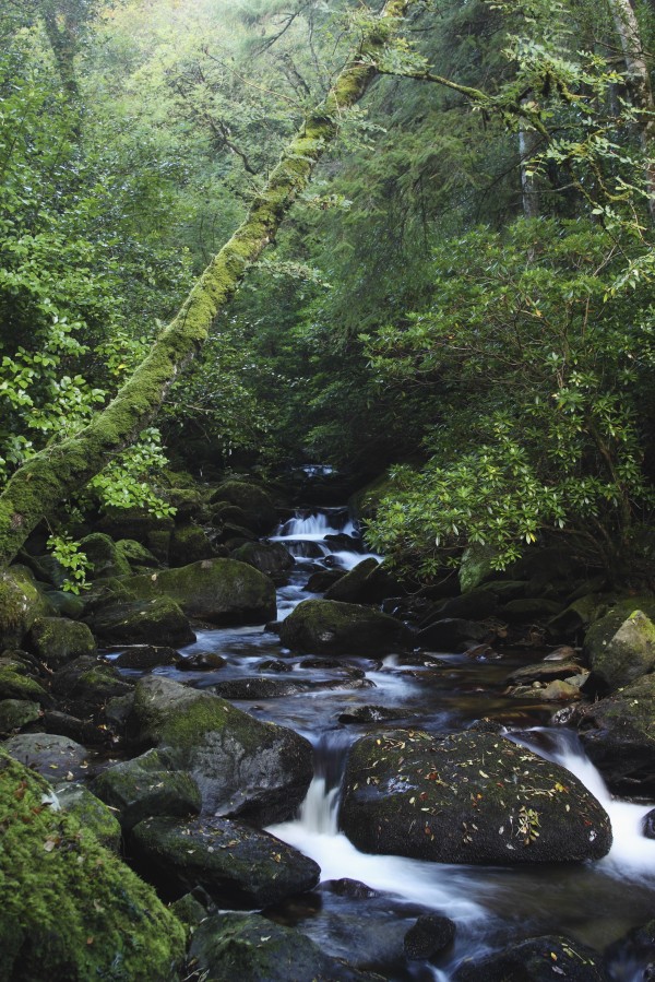 Owengarriff River In Killarney National Park In Munster Region; County Kerry, Ireland by PacificStock