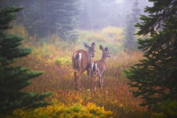 Deer In The Fog In Paradise Park In Mt. Rainier National Park; Washington, United States Of America by PacificStock