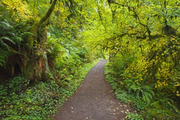 A Trail In Silver Falls State Park; Oregon, United States Of America by PacificStock