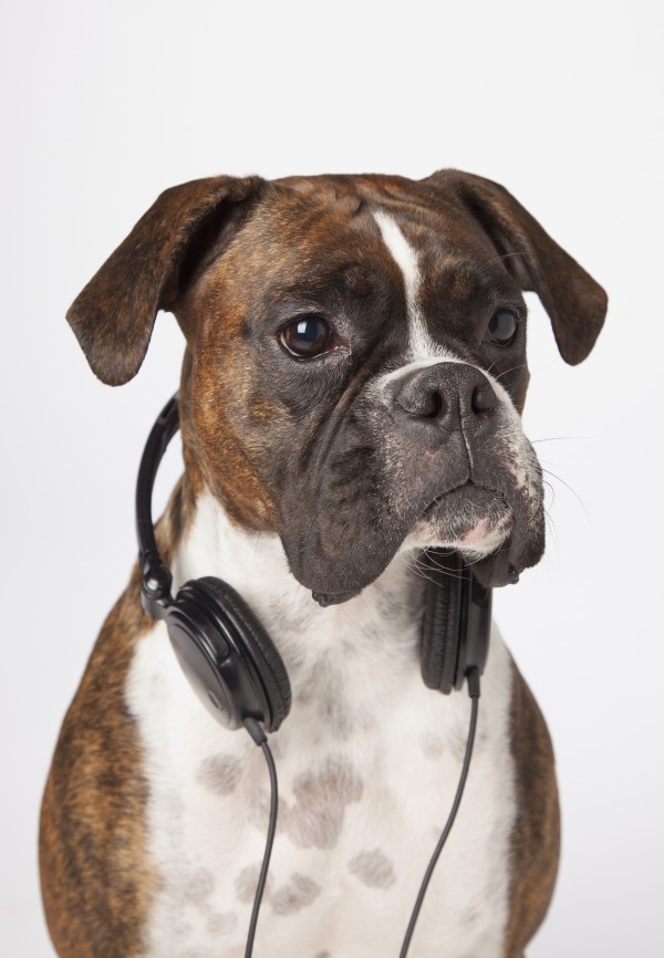 Boxer Dog With Headphones by PacificStock
