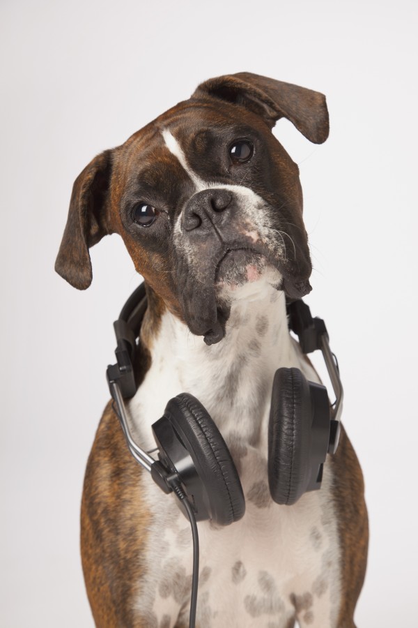 Boxer Dog With Headphones by PacificStock