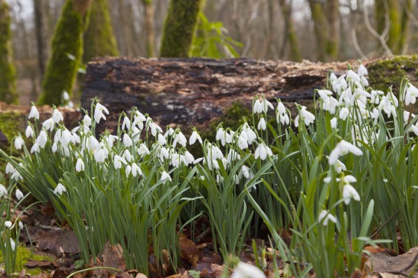 White Flowers Growing On A Forest Floor Beside A Fallen Tree; Dumfries, Scotland by PacificStock