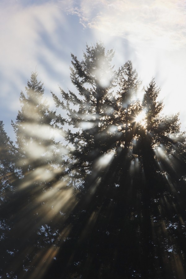 Sunrise Through The Morning Fog; Willamette Valley, Oregon, United States Of America by PacificStock