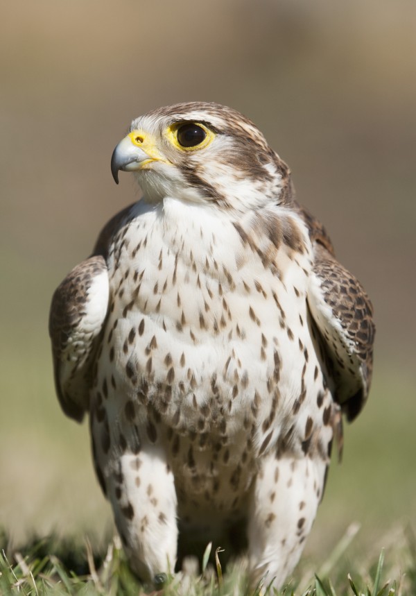 Prairie Falcon Perches On The Ground Briefly After A Hunt; Montana, United States Of America by PacificStock