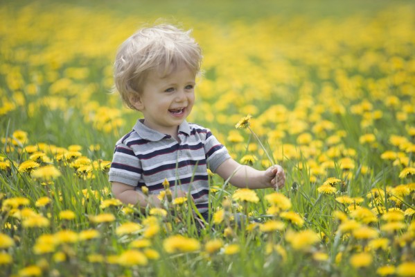 18-Month-Old Boy In Dandelion Field; Thunder Bay, Ontario, Canada Print
