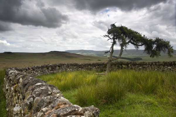 A Stone Fence Across A Field; Northumberland England by PacificStock