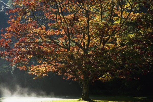 Fall Colors In Muckross Gardens In Killarney National Park; Killarney County Kerry Ireland by PacificStock