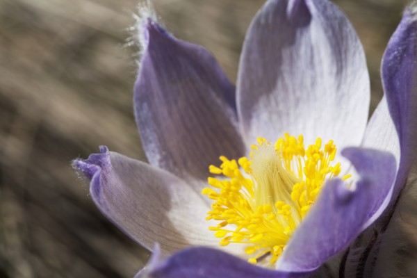 An Opened Prairie Crocus; Calgary, Alberta, Canada by PacificStock