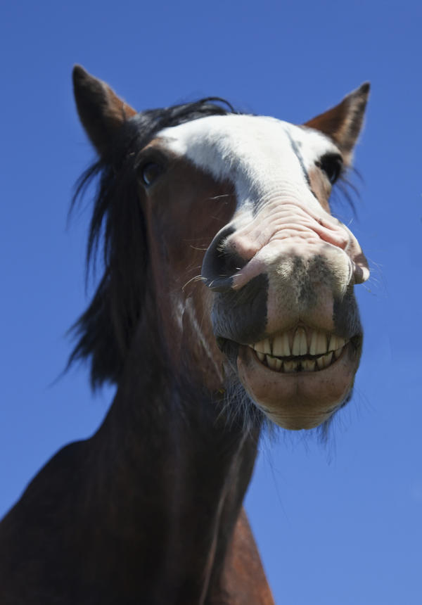 A Horse Smiling And Showing It's Teeth; Northumberland, England by PacificStock