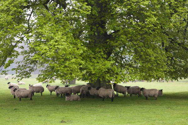 Sheep Standing Under A Tree; Northumberland, England by PacificStock