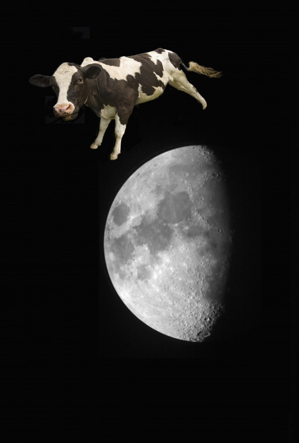 The Cow Jumped Over The Moon; Northumberland, England by PacificStock