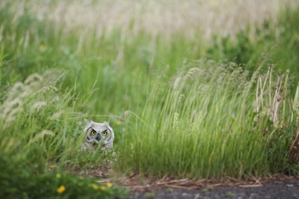 Great Horned Owl (Bubo Virginianus) In The Grass; Thunder Bay, Ontario, Canada by PacificStock