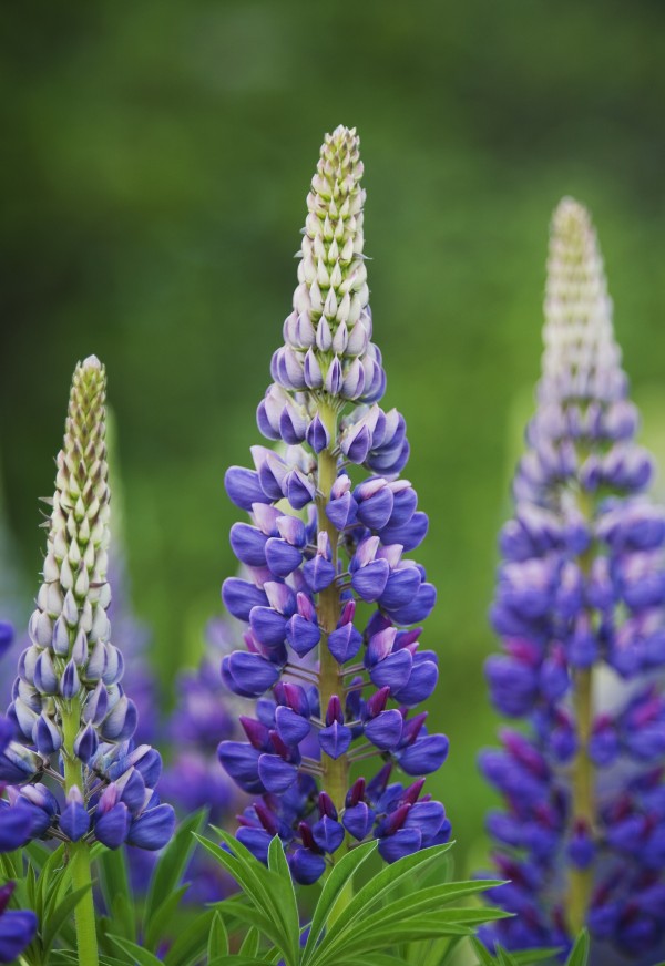 Budding Purple Lupines; Thunder Bay, Ontario, Canada by PacificStock