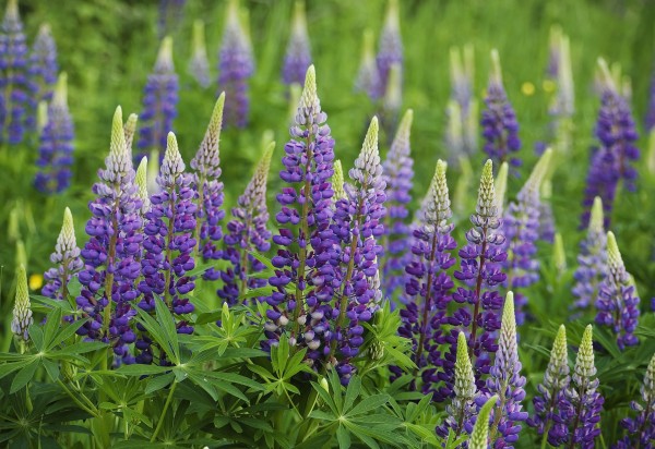 Budding Purple Lupines; Thunder Bay, Ontario, Canada by PacificStock
