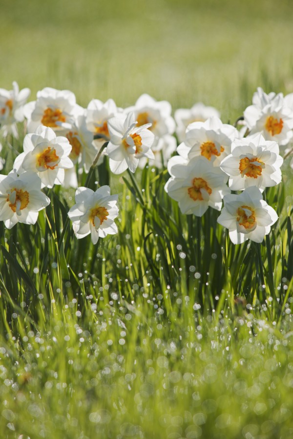 Daffodils In The Dew Covered Grass; Thunder Bay, Ontario, Canada by PacificStock