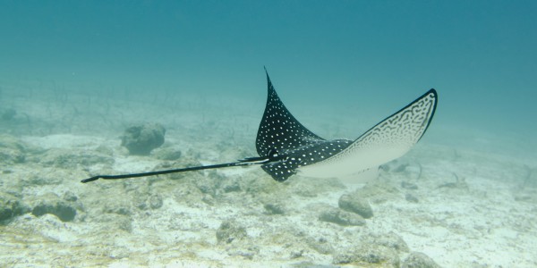 A Spotted Eagle Ray (Aetobatus Narinari)Under The Water; Galapagos, Equador by PacificStock