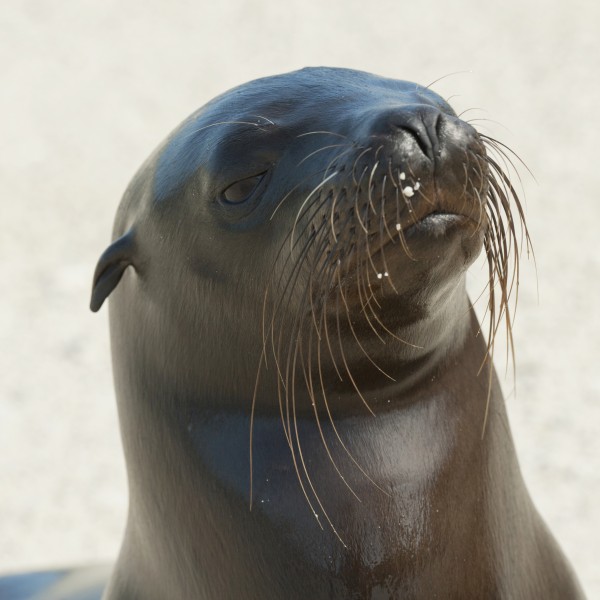 Sea Lion; Galapagos, Equador by PacificStock