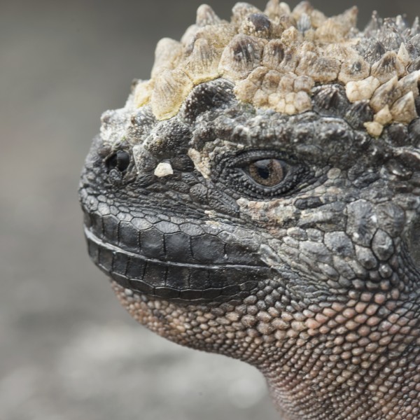 Marine Iguana (Amblyrhynchus Cristatus); Galapagos, Equador by PacificStock