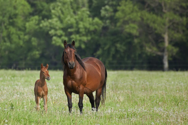 Horse With A Colt; Winnipeg, Manitoba, Canada by PacificStock