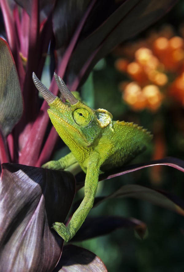 Hawaii, Maui, Jackson's Chameleon On Red Ti-Leaf Plant. by PacificStock
