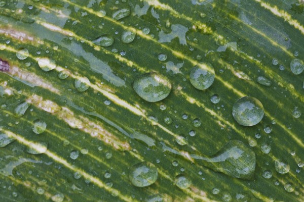 Water Drops On A Plant Leaf; Northumberland, England by PacificStock