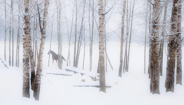 A Horse Stands Beside A Forest Of Bare Trees With The Blustery Snow In Winter; Alberta, Canada by PacificStock