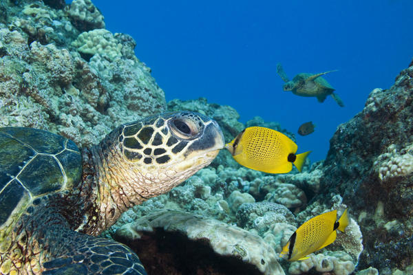 USA, Green Sea Turtle (Chelonia Mydas) Endangered Species And Butterfly Fish; Hawaii Islands by PacificStock