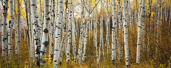 Colorado, Steamboat, Aspen Tree Trunks In Grove, Yellow Autumn Leaves. by PacificStock