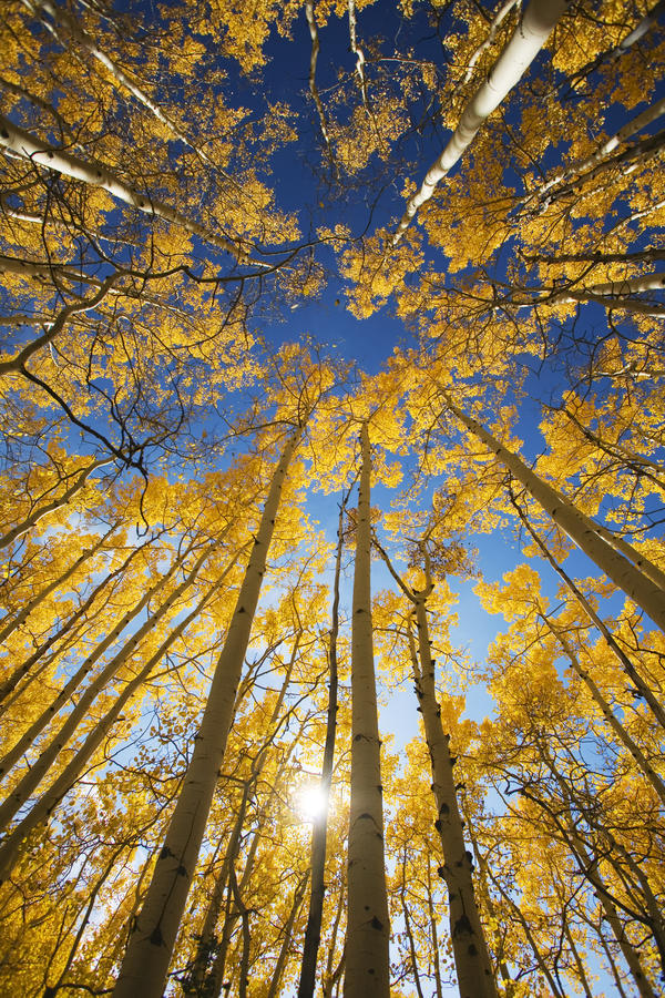 USA, Colorado, Near Steamboat Springs, Yellow Aspen Tree Canopy; Buffalo Pass by PacificStock