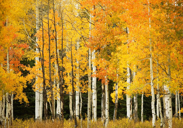USA, Colorado, Near Steamboat Springs, Line Of Fall-Colored Aspen Trees; Buffalo Pass by PacificStock