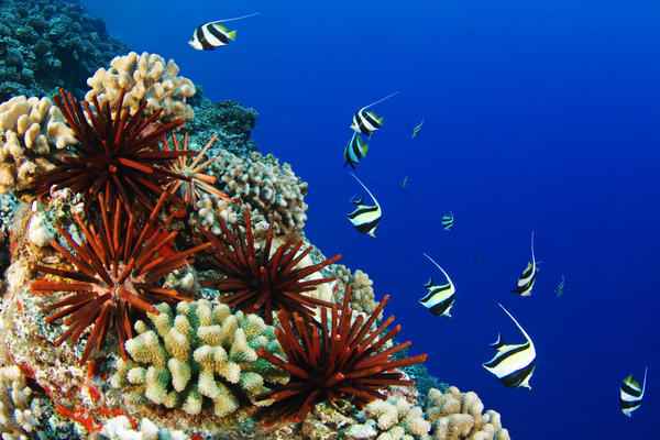 USA, Typical Hawaiian Reef Scene; Hawaii Islands, Pennant Bannerfish (Heniochus Chrysostomus) Gliding Through Water Together by PacificStock