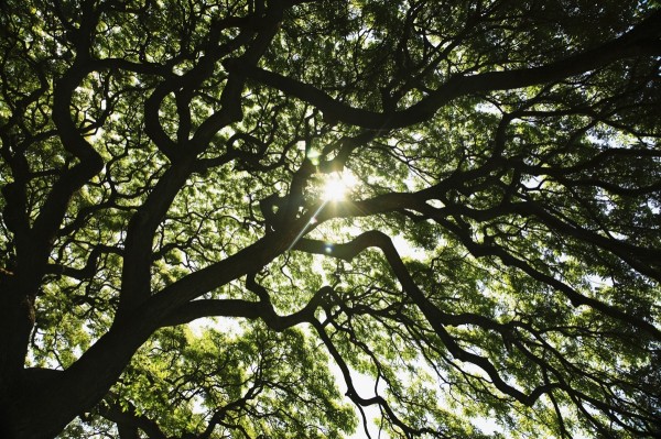 Hawaii, Oahu, Huge Monkey Pod Tree With Sunlight Shinning Through Branches. by PacificStock