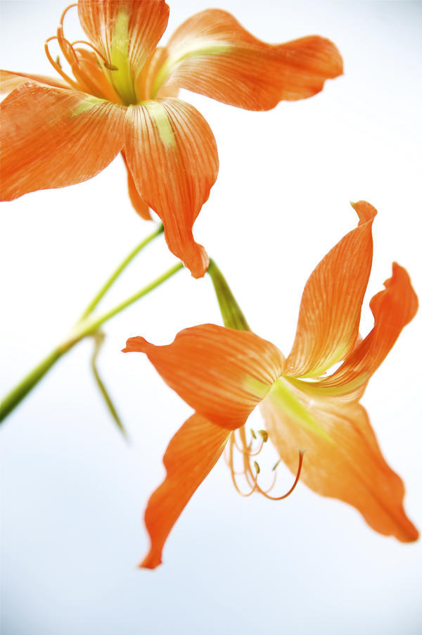 Hawaii, Kauai, Tiger Lily. by PacificStock