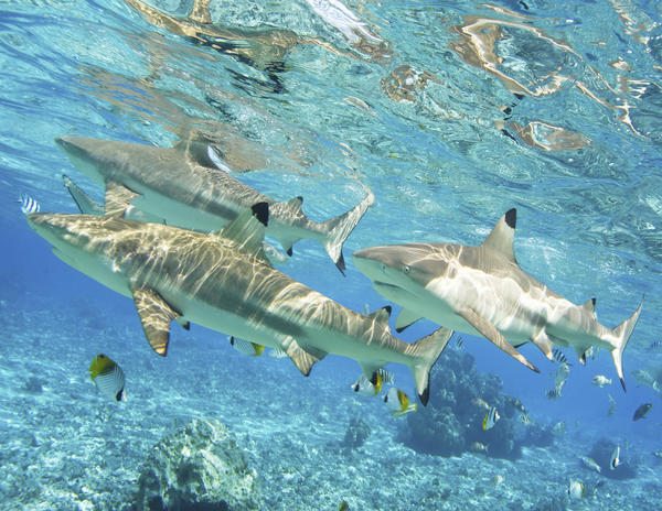 French Polynesia, Rangiroa, Blue Lagoon, Blacktip Reef Shark (Carcharhinus Melanopterus). by PacificStock