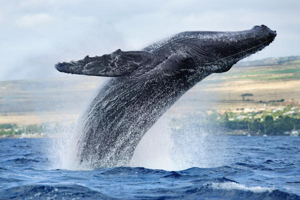 Hawaii, Maui, Humpback Whale Breaching With Island In The Background. by PacificStock