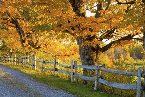 Trees In Autumn Colours And A Fence Line A Road; Lawrenceville, Quebec, Canada by PacificStock