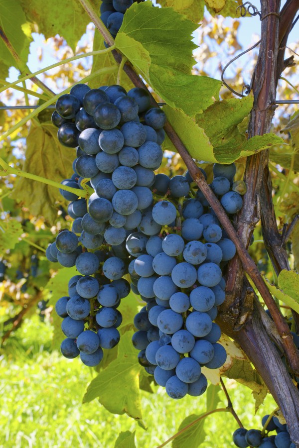 Grapes On A Vine; Sutton Junction, Quebec, Canada by PacificStock
