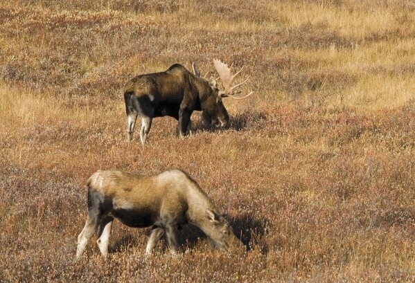 Male And Female Moose (Alces Alces) In Autumn Morning Light; Alberta, Canada by PacificStock