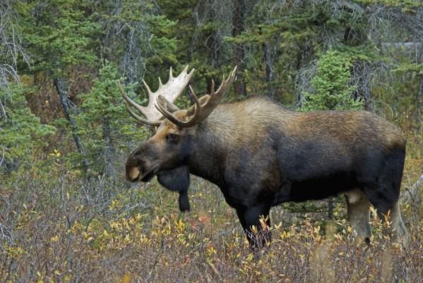 Moose (Alces Alces) In A Forest; Alberta, Canada by PacificStock