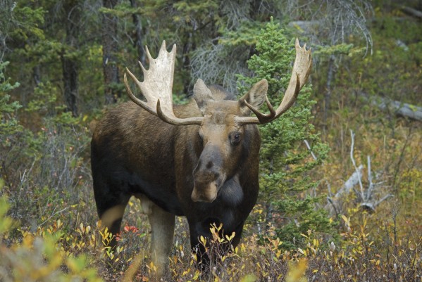 Moose (Alces Alces) In The Forest; Alberta, Canada by PacificStock
