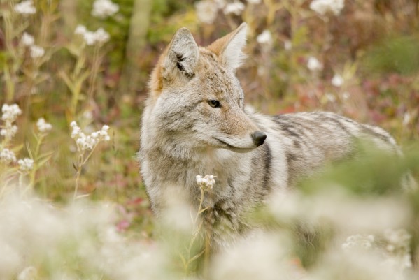 Young Coyote (Canis Latrans) In A Forest; Alberta, Canada by PacificStock